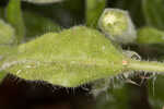 Eastern fringed catchfly